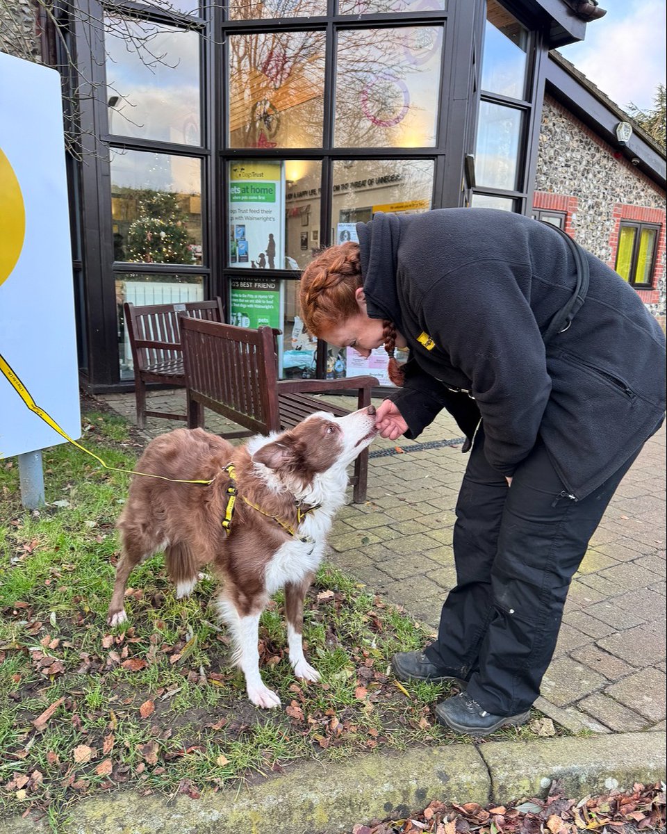 Dogs Trust 💛🐶 tweet media