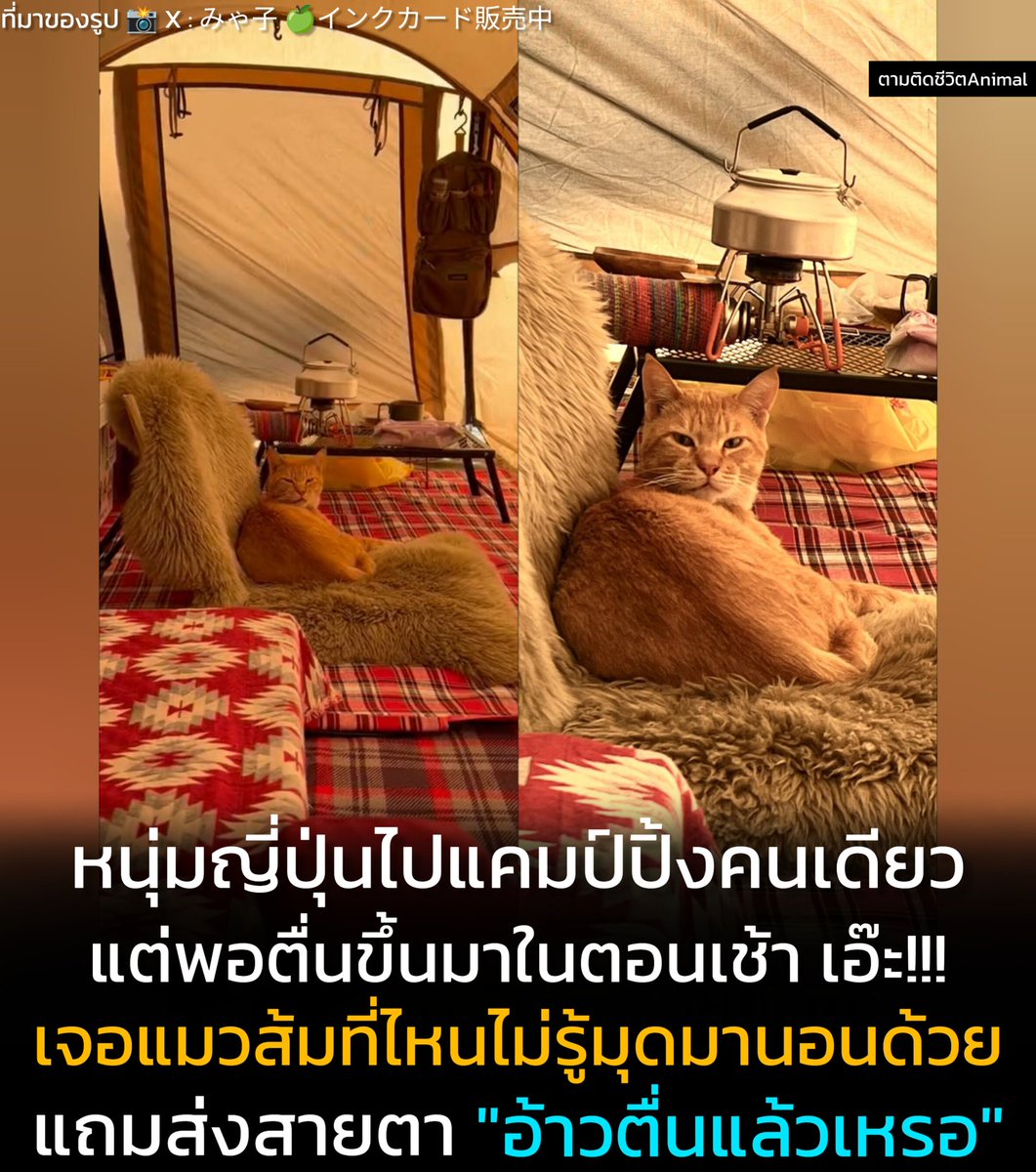 ตามติดชีวิตAnimal tweet media
