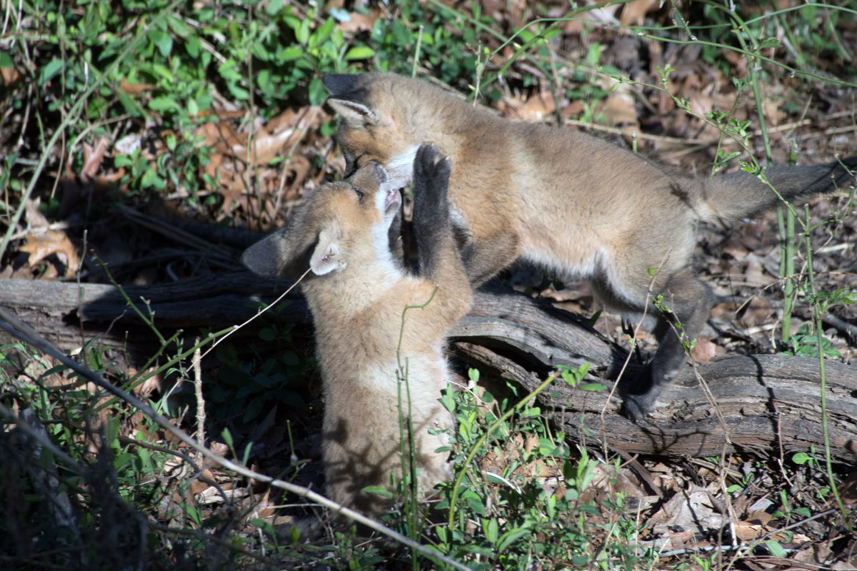 Hourlyfoxes tweet media