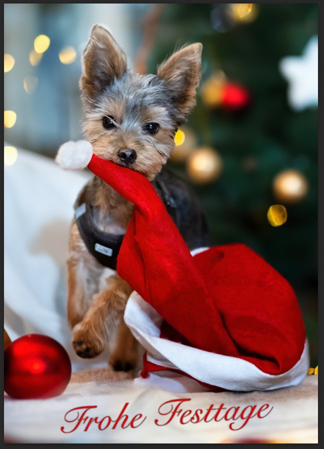 Ich wünsche allen frohe Festtage.