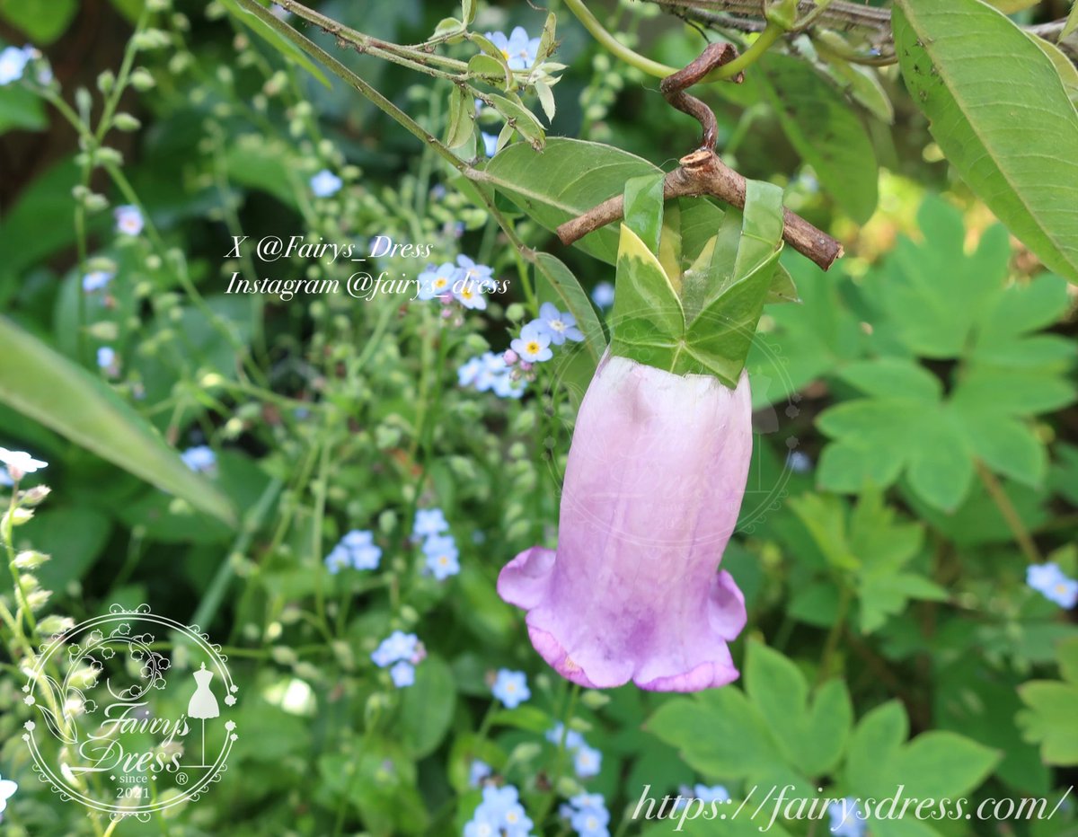 Fairys_Dress's tweet photo. #多分私しかやってない

育てたお花を主に使って妖精のドレスを作っています。
子どもの頃からずっとガーデニングとファンタジーの世界が好きです。

#fairysdress https://t.co/bZCVX2JqlV