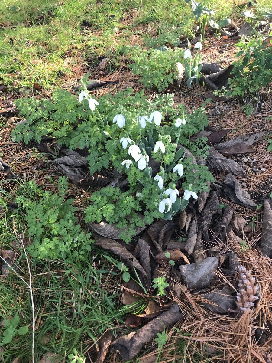 Christmas snowdrop.