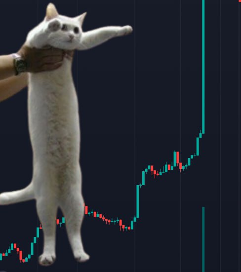 LongAhhCat's tweet photo. $LCAT 

https://t.co/AfCZk1P0cs https://t.co/4xw25JWNod