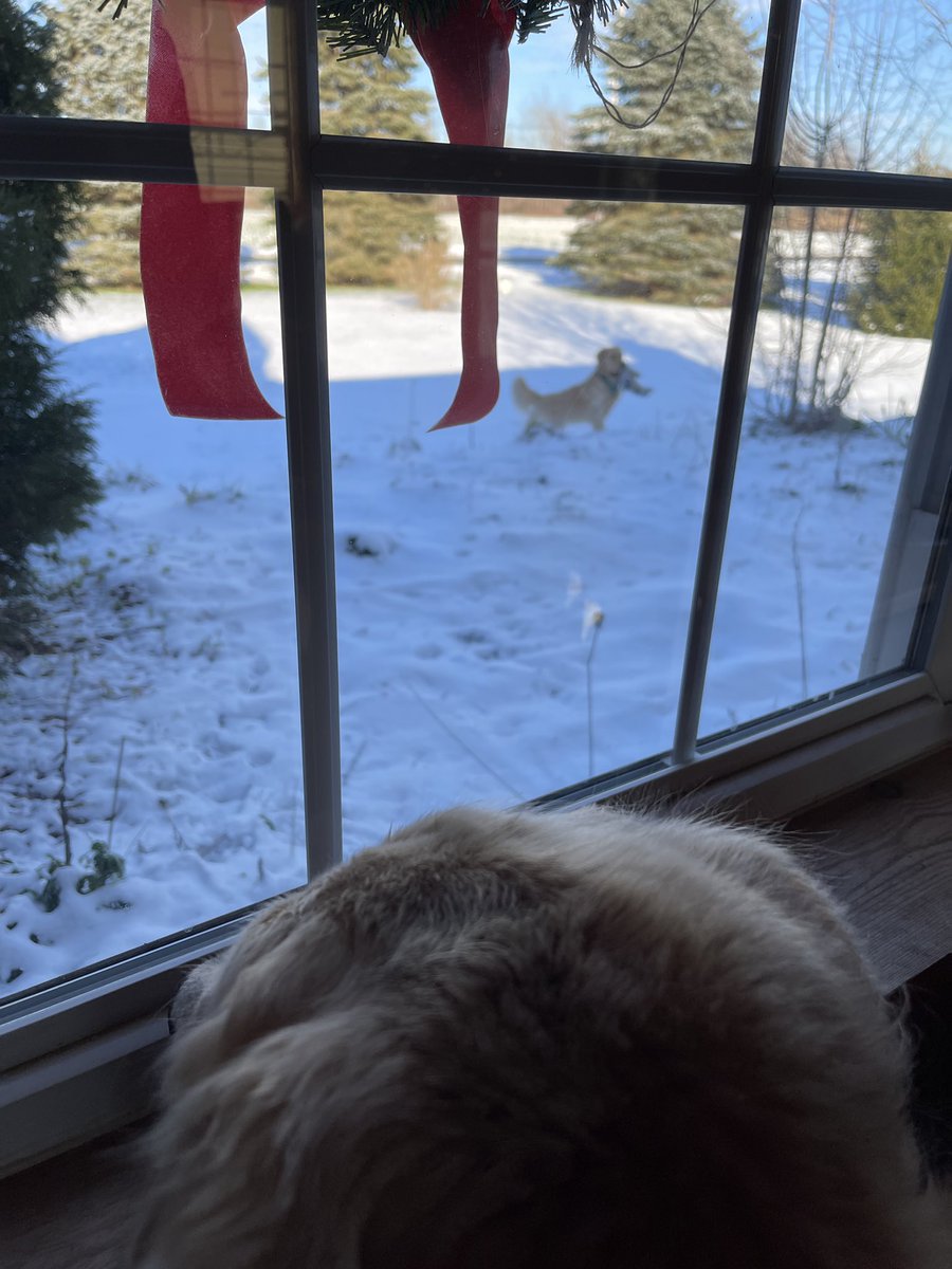 WalterTheGolden's tweet photo. MOM! MOM! CALL THE COPS! 
There is an intruder in the yard! 
#lessmurraymorewalter https://t.co/8dmQiYLkNx