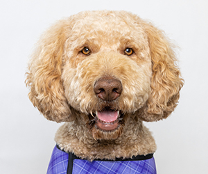 DENAirport's tweet photo. We've got CATS morning, noon, and night! 
🐶 Alfie will be on Concourse A from 7-9 a.m.
🐾 Maverick will be on Concourse A from 12-2 p.m.
🐶 Messi will be on Concourse C from 5:15-6:45 p.m. 
#DENCATS https://t.co/It9s5VKSIh
