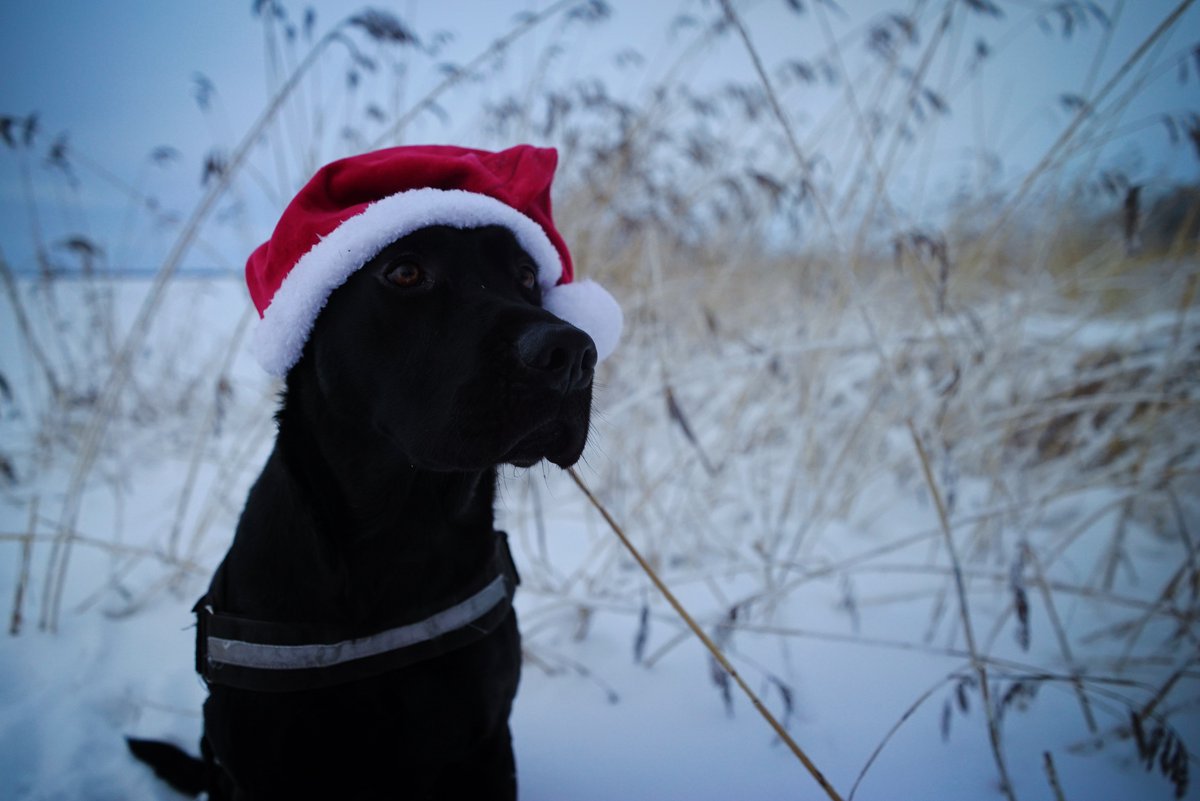 MattilaAnna's tweet photo. Rauhallista joulua! 🎄 https://t.co/B4ATtLeslN