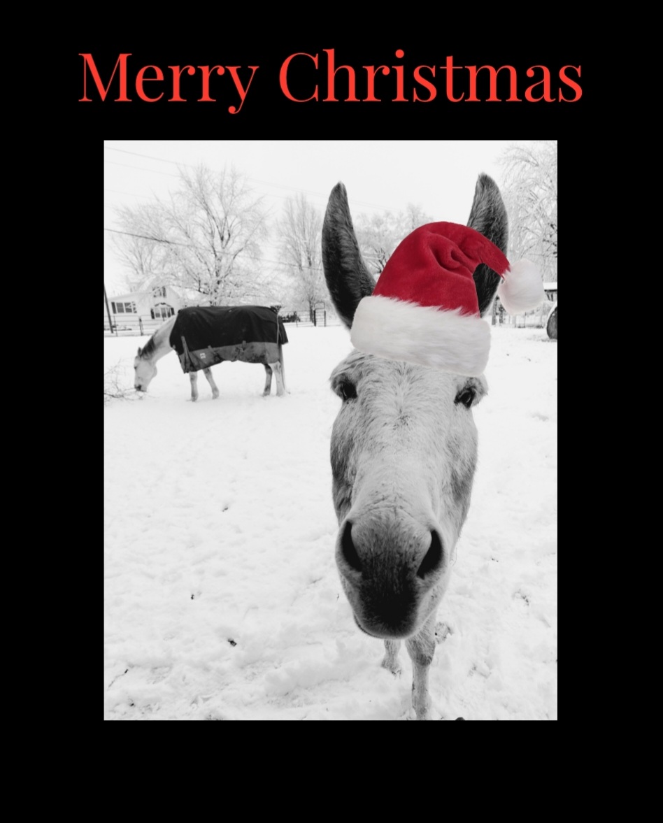 SaraJouret's tweet photo. Praying your holidays are merry and bright!! π
#MerryChristmas #MerryAndBright #MerryChristmasFromTheFunnyFarm #DieselAndBill #SantaBill #Laughter #Smiles #Grateful https://t.co/XGvEuN76yh