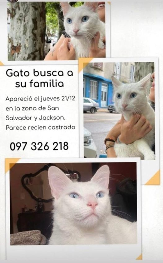 Mikamagic80's tweet photo. Gatito busca a sus dueños https://t.co/nry7BlgxtQ