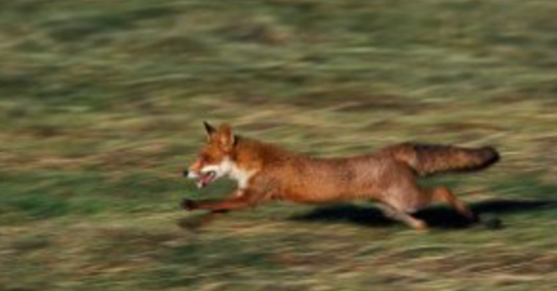 ProtectTheWild_'s tweet image. Right this second foxes are being chased to exhaustion and ripped apart by hounds in the name of 'tradition'.

Boxing Day is the biggest day of the year for the fox hunting community even though it's illegal.

Please RT to raise awareness and follow us to help us end it for good.