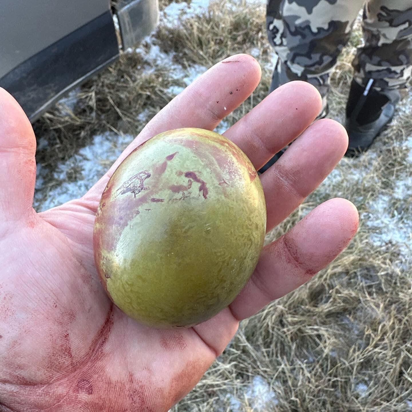 Deer stomach best sale