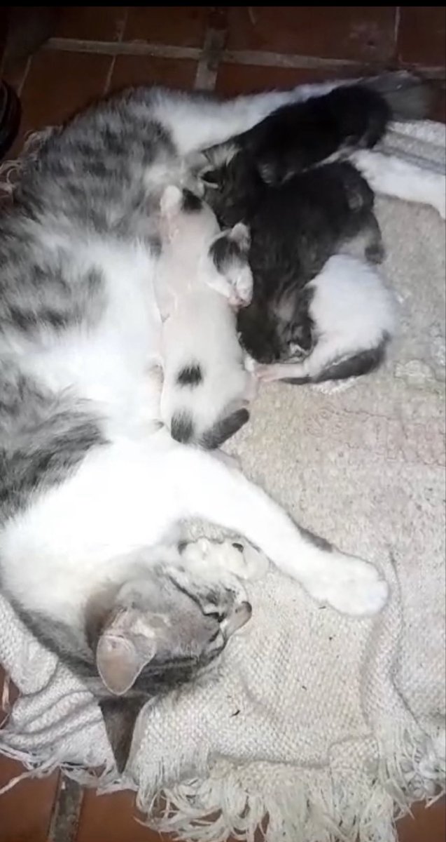 lagarzasosa_'s tweet photo. Hola a todos 
Necesito ayuda: tengo esta mamá con cuatro bebés y necesito transito, solo por unos días 
Desde el 26/12 hasta el 9/01 
Los llevamos a CABA y GBA y nos ocupamos de los gastos 
Podes tenerla unos días? 
misionsolidariatwitter@gmail.com
Escribime 
Rt por favor 🙏 https://t.co/5esYX4SxO7