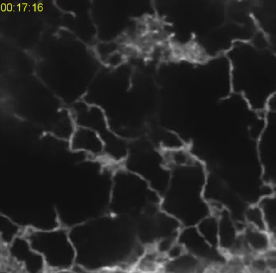 HeilemannLab (👉🏻 heilemannlab.bsky.social) tweet media