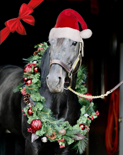 AclFarm's tweet photo. 12/23/23
We wish all visitors a Merry Christmas and a Very Happy New Year.

Ann-Christin, Anette och Anna. https://t.co/li5fEGuP1W