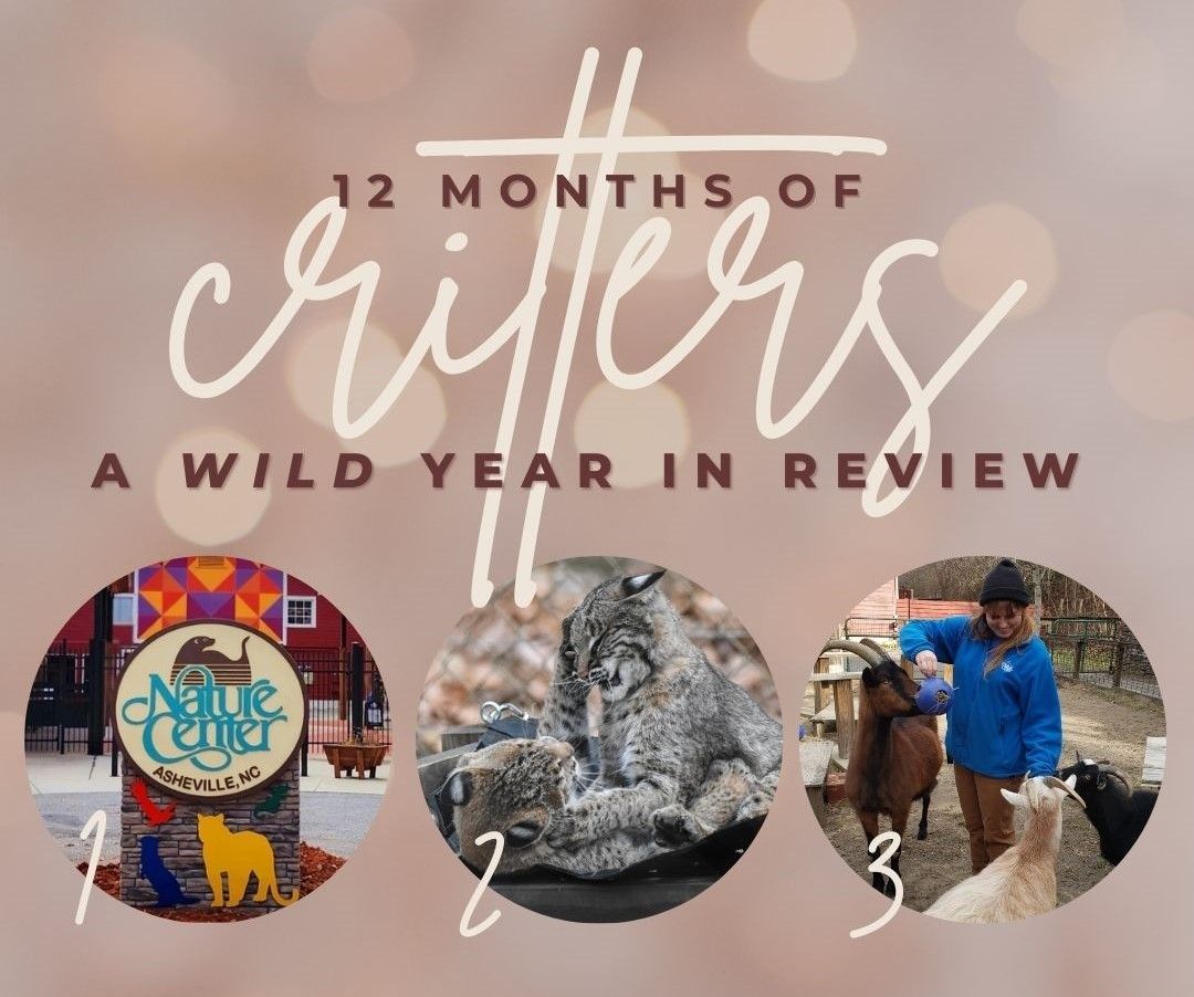wncnaturecenter's tweet photo. We had A LOT going on in 2023!  Take a few minutes to read our 12 Months of Critters year in review and see for yourself. https://t.co/sdTjOS76hw https://t.co/lBjTqsaXOH
