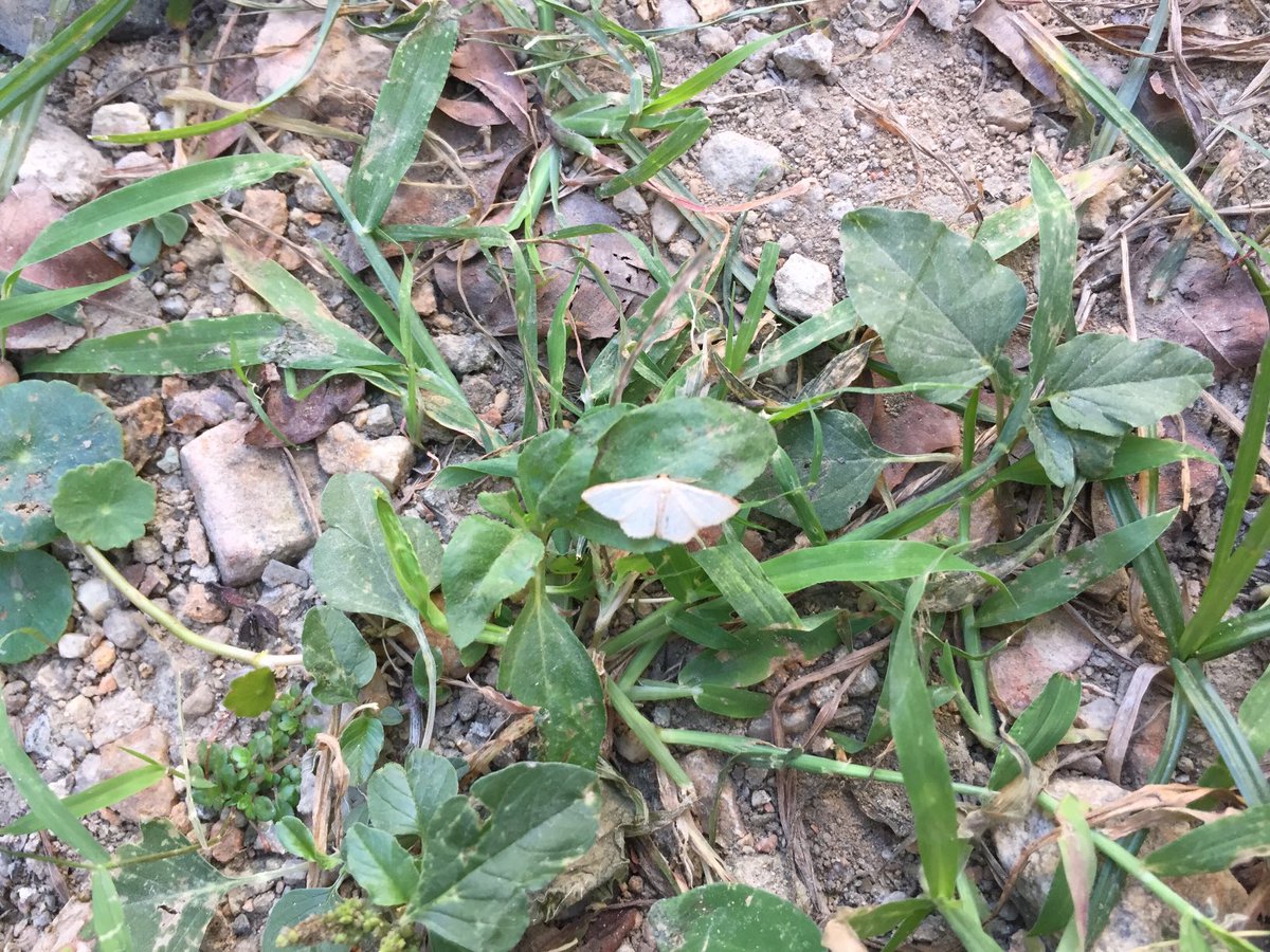 MisaelR69197997's tweet photo. Polilla/Moth, Id sp?! https://t.co/zudMtF39MZ