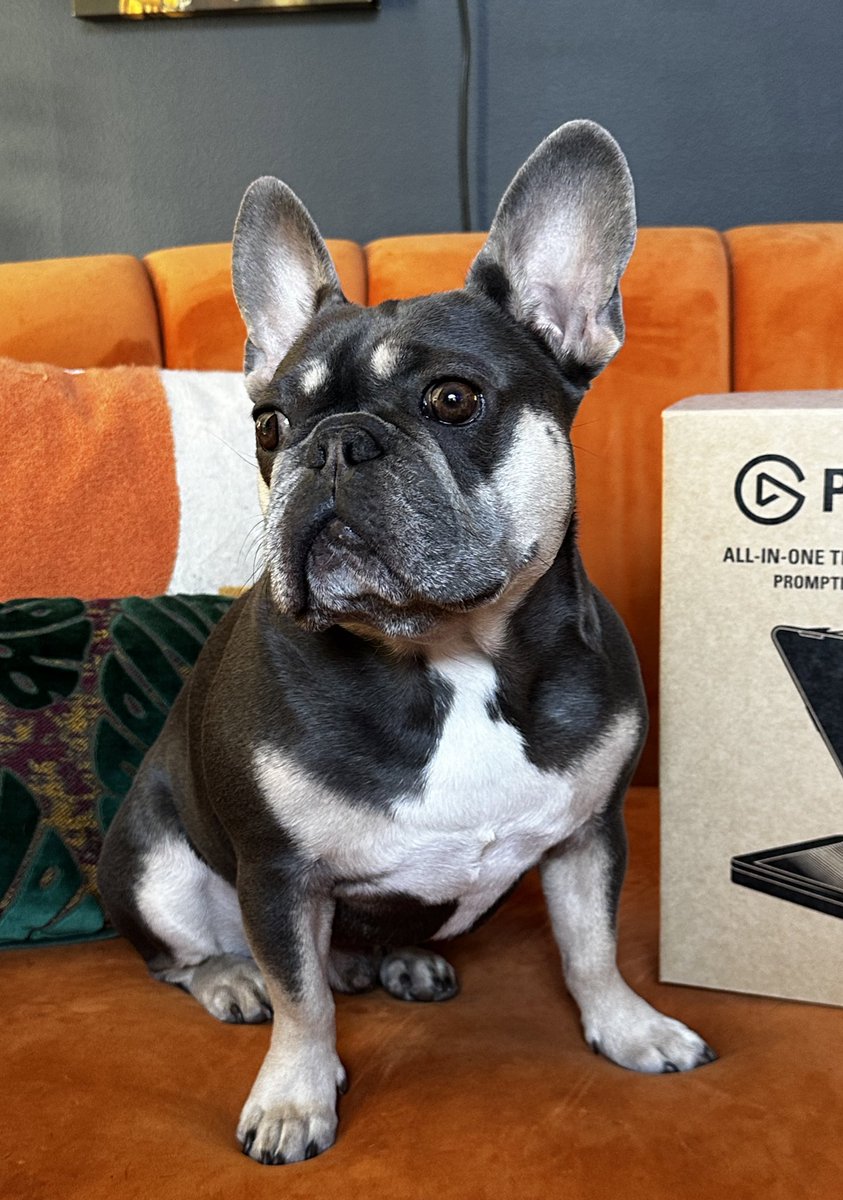 damnitbennett's tweet photo. Norman is really wanting to play @OnceHuman_  he told me so. So like maybe he could get a code?? 😉 https://t.co/ROw51WsNQ1