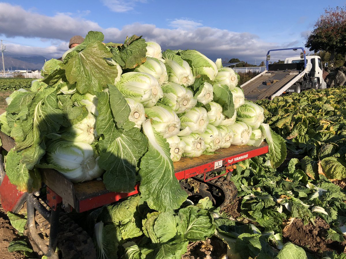 itibariki_max's tweet photo. 年内最後の業務用白菜収穫🥬
寒波きてるわりに暖かった。 https://t.co/OgA5YyPayE