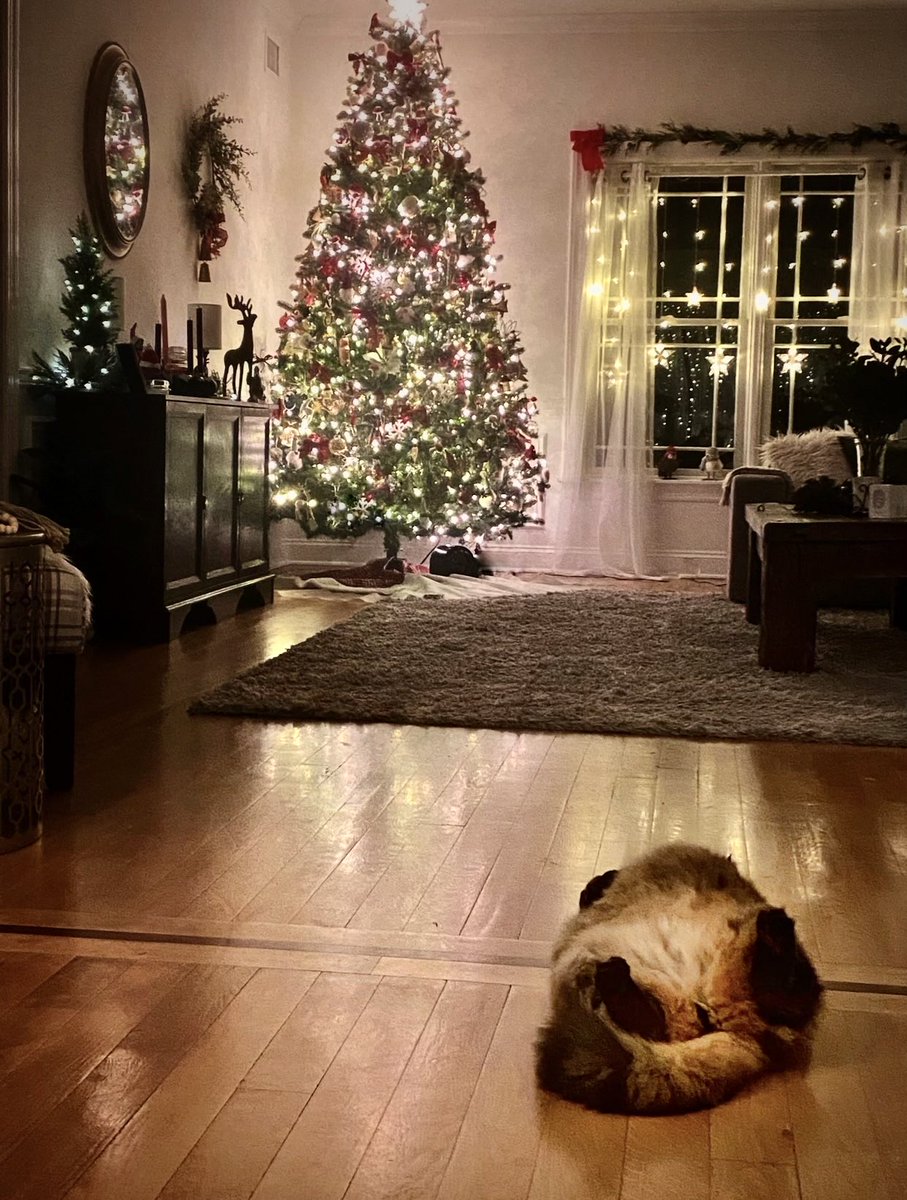 ‘‘Twas the night before Christmas
And all through the house
All the creatures were laughing
Cuz Boba was soused…’

Boba: Too…much…eggnog.

#HappyCaturday #MerryChristmas
Photo by ⁦<a href="/YMPhillips/">Yvonne Phillips</a>⁩