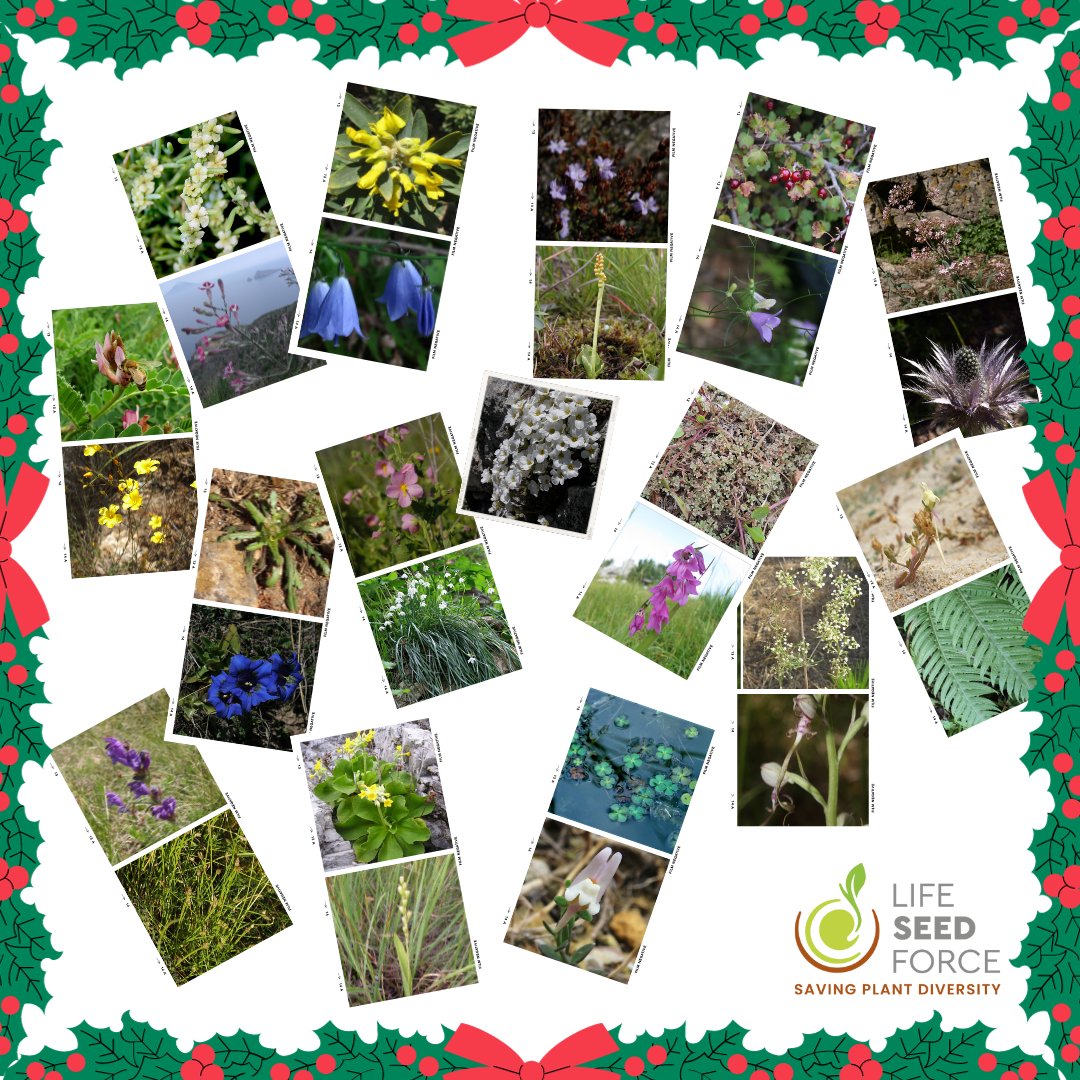 #LIFEproject #LIFEprogramme #SEEDFORCE 🎄Buone feste da tutti noi!🎄