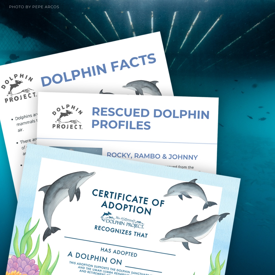 As the first facility of its kind, it is vital to maintain the Umah Lumba Rehab, Release &amp; Retirement Center in preparation for dolphin &amp; turtle rescues: bit.ly/DPAdoptADolphin

Your support helps offset maintenance costs to keep the center ready for rescues at any time! 🐬🐢