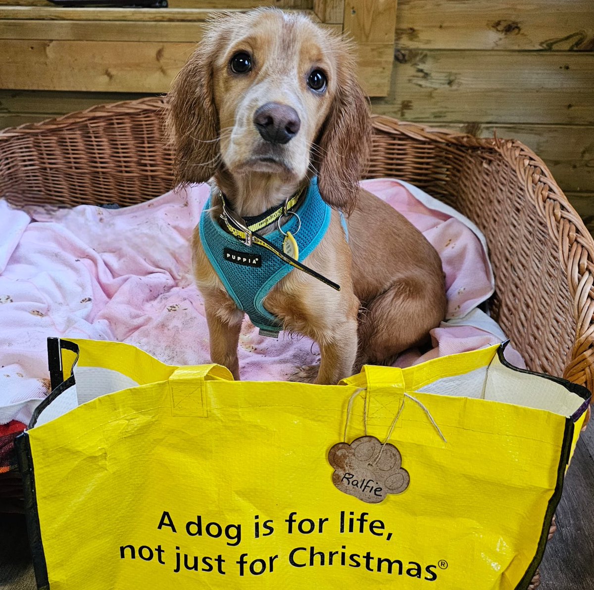 DogsTrust West Calder (Edinburgh) and Dundee tweet media