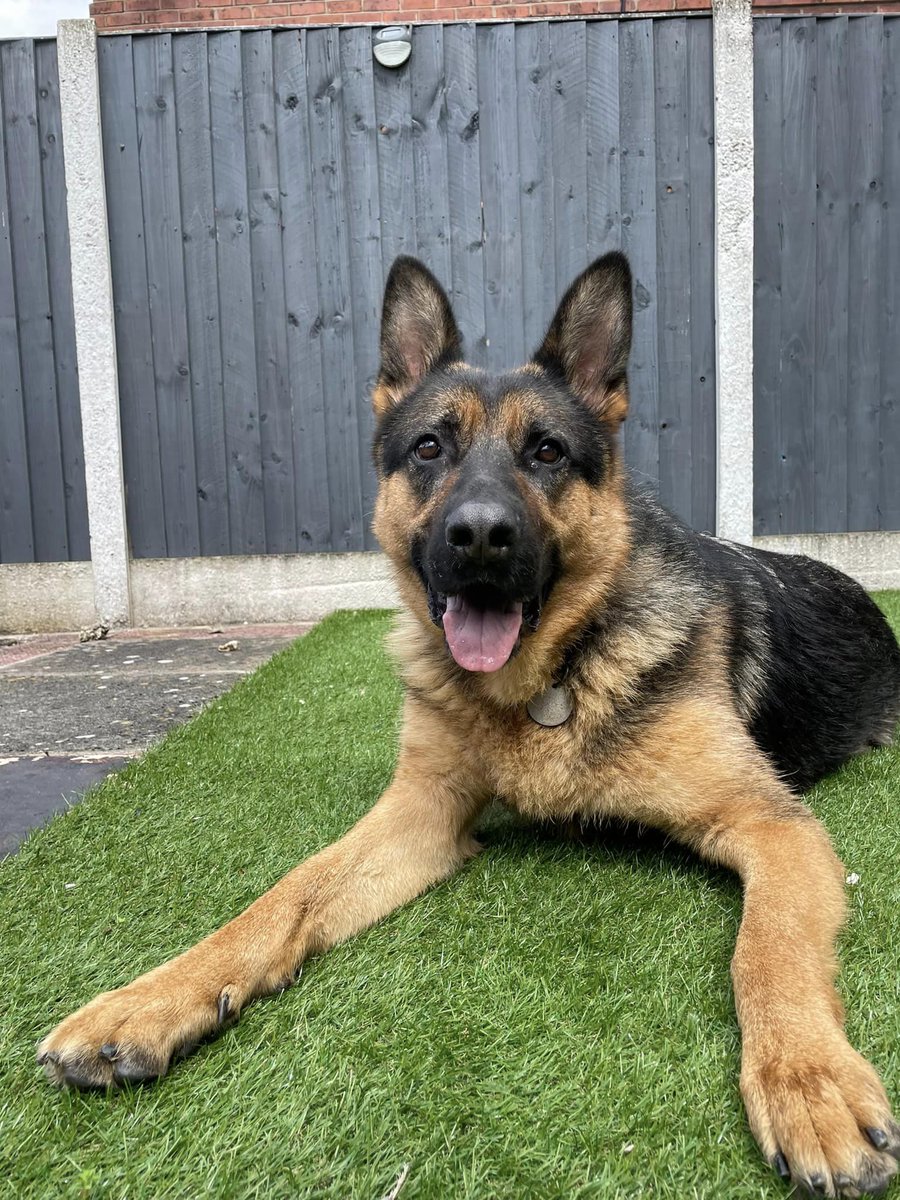 German Shepherd Rescue Elite ( GSRE ) tweet media