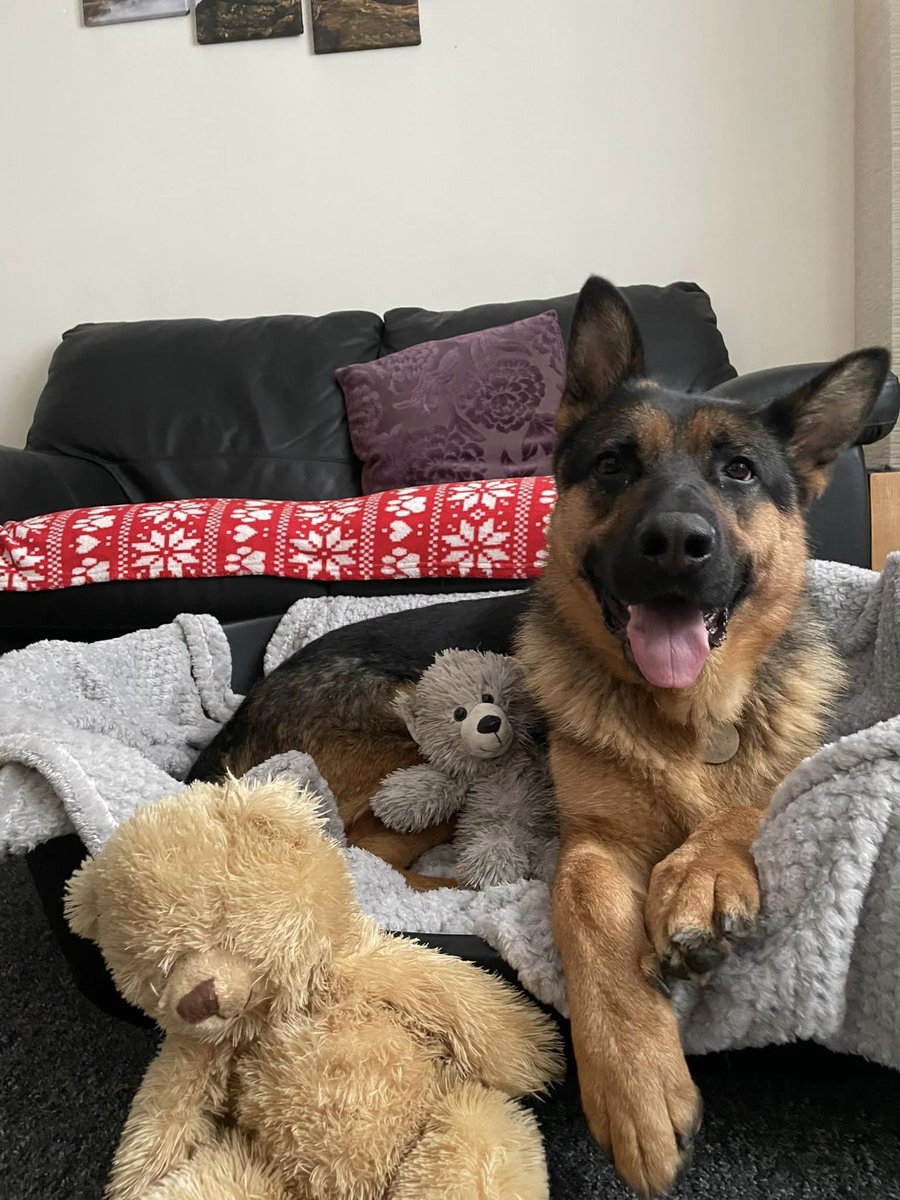 German Shepherd Rescue Elite ( GSRE ) tweet media