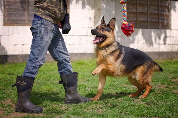 German Shepherd Rescue Elite ( GSRE ) tweet media