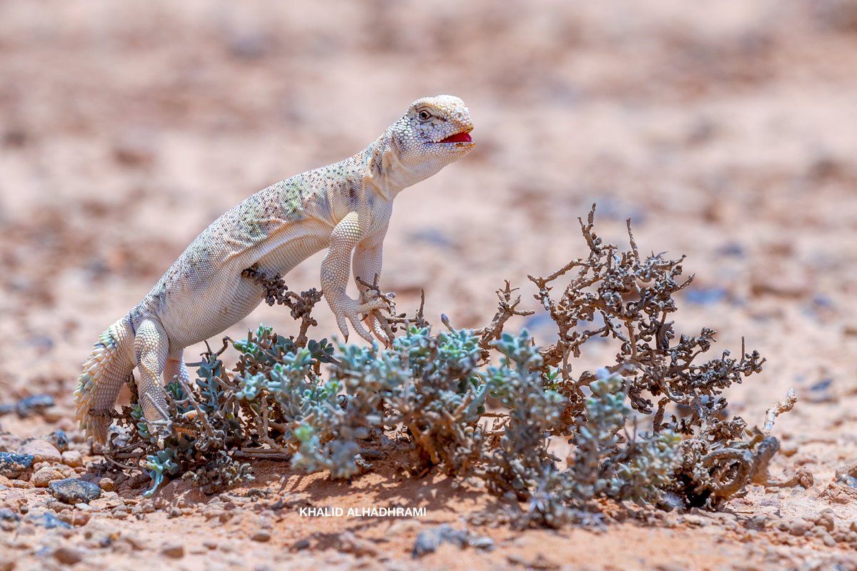 الضب العماني شوكي الذيل - ضب ثومسي
من نوادر الحياة الفطرية في #عمان 
يتميز بألوانة الجميلة وحجمه الصغير وذيله الشوكي المميز.
Uromastyx themasi, the Omani spiny-tailed lizard is a rare, terrestrial, herbivorous lizard species endemic to Oman.  Oman Spiny-tailed Lizard

 #ظفار