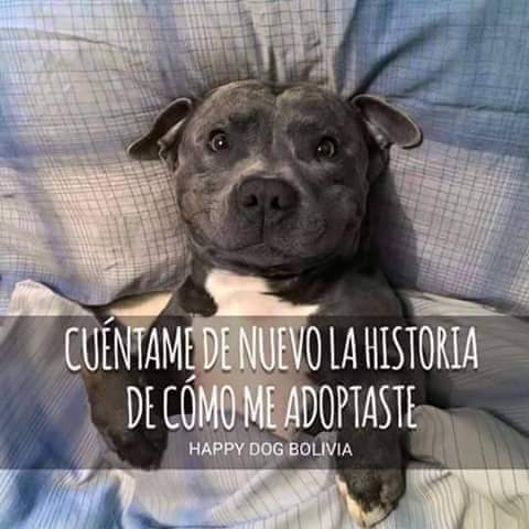 vs_ley's tweet photo. NO SOY UN REGALO DE NAVIDAD.

Ellos son parte de la historia de una familia, no un mero regalo en fechas señaladas. Como cualquier miembro que forme parte de tu vida. Si no eres capaz de contarles la historia de cómo entraron y se mantendrán por siempre a tu lado, no los tengas. https://t.co/8eP7zCntSd