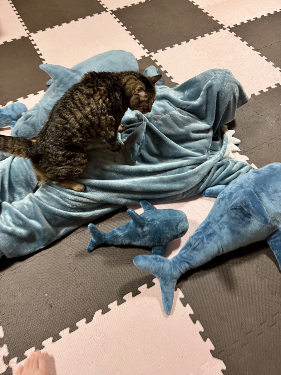 マクー tweet media