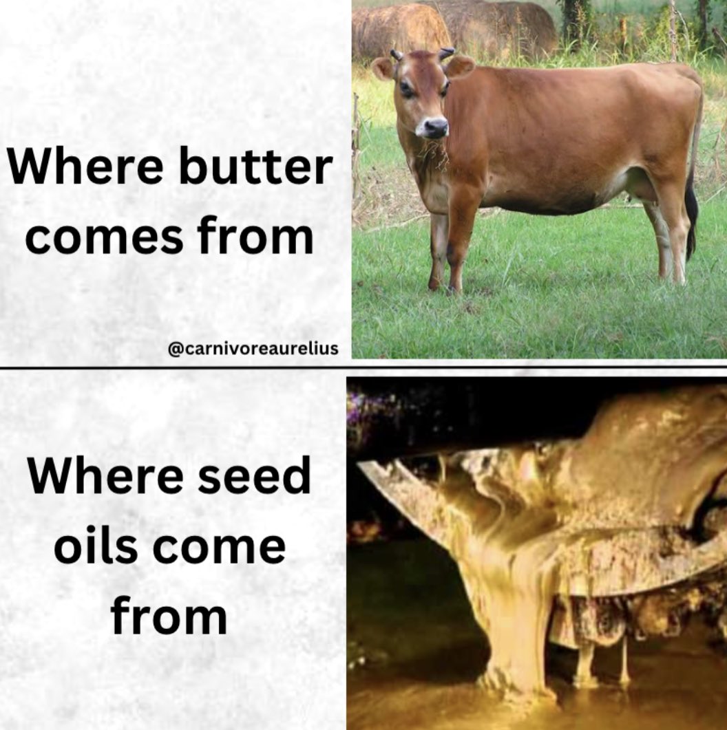 Carnivore Aurelius ©🥩 ☀️🦙 tweet media