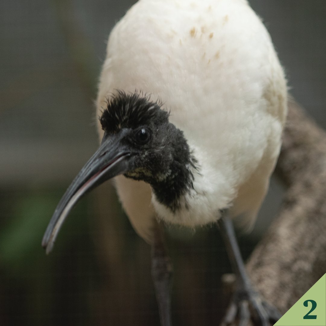 #2: Peep! Peep! The Houston Zoo welcomed its first ever Malagasy sacred ibis chick on September 3. This marks the first time the endangered species has successfully hatched in a North American zoo.