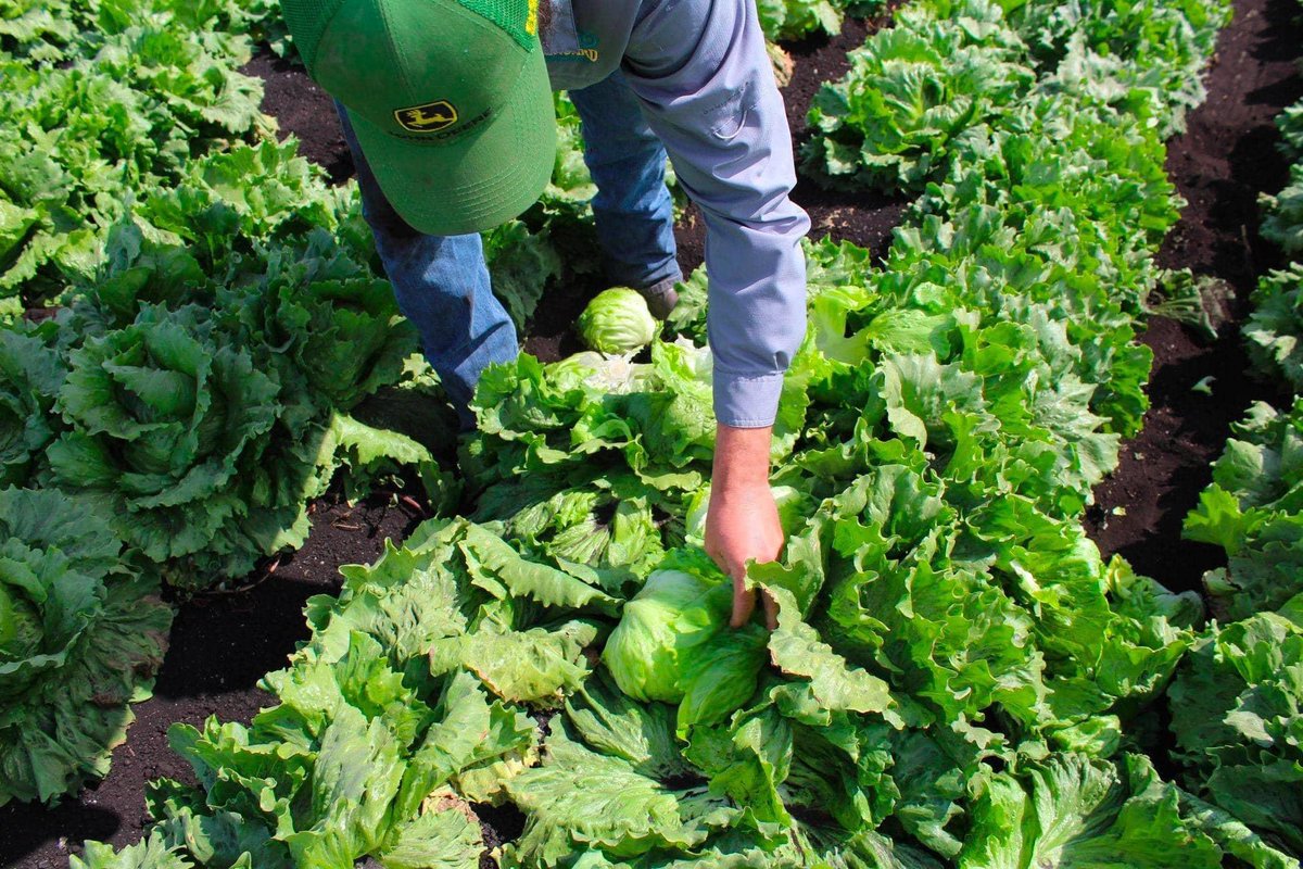 Florida’s farmers will always show up for our communities and they work tirelessly to provide our state and nation with a delicious and nutritious supply of food for our dinner tables. The next time you add #FreshFromFlorida produce to your cart, make sure to #ThankAFarmer