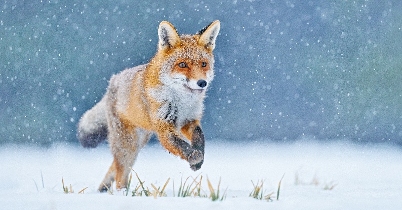 Merry Christmas! We hope everyone has a lovely day!