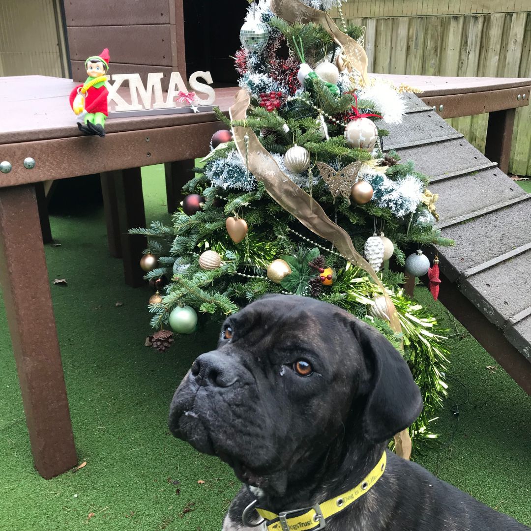 Elf helping with clicker training- Nero what a star! 💛 Find out more about clicker training bit.ly/3tm0EzK