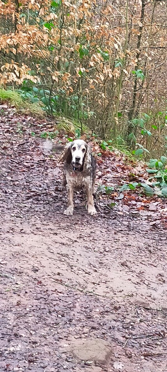 Mteasel67's tweet image. A good morning's spannering Been done today , #farfromthemaddingcrowd