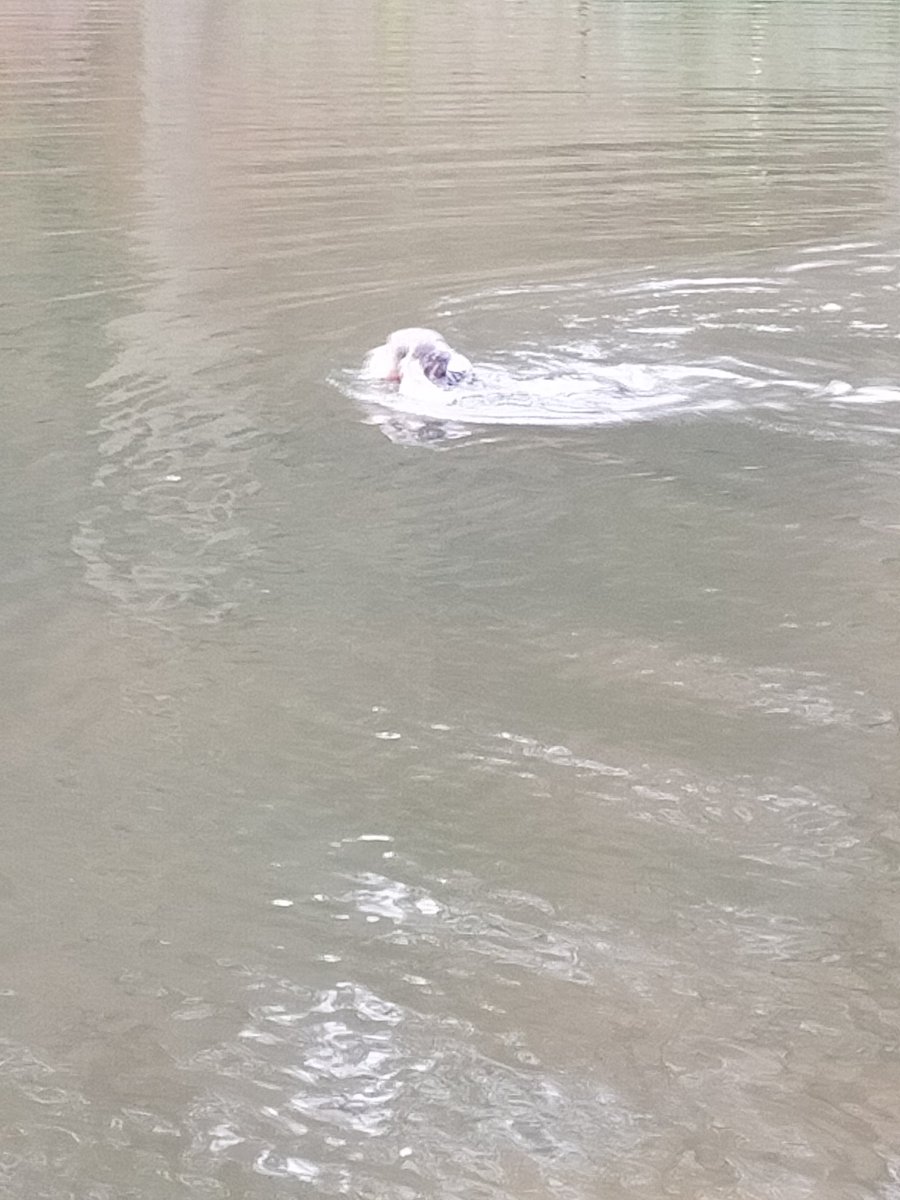 Mteasel67's tweet image. A good morning's spannering Been done today , #farfromthemaddingcrowd