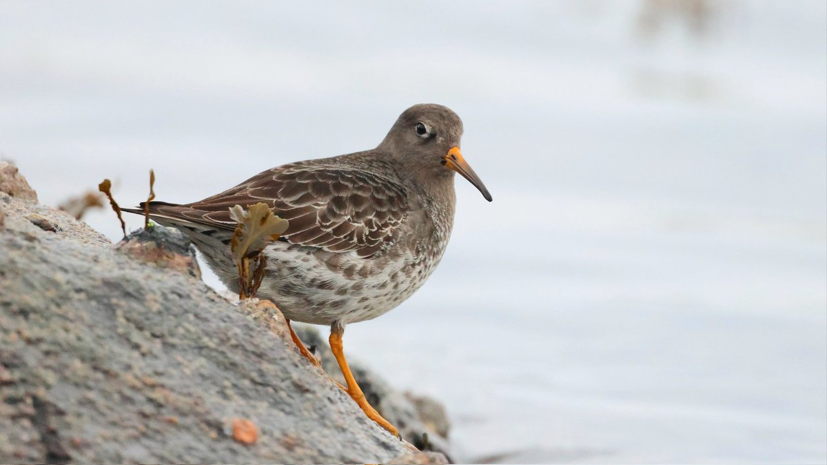 Purple Sandpiper in Burravoe, Yell today. #Shetland #Burravoe #YellBirding