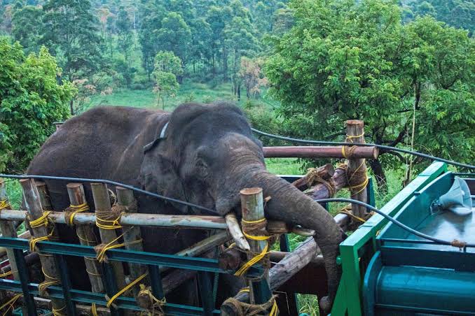 SandhyaS2586's tweet photo. @saseendran_ak @CMOKerala On 29 th Dec it's going to 8 months after innocent #Arikombans brutal relocation from Chinnakanal and none from KFD is repenting for their sinful action. Atleast find out from TNFD what has happened to him and update with GC and timestamp pic,video. https://t.co/BOUwxSvfhd
