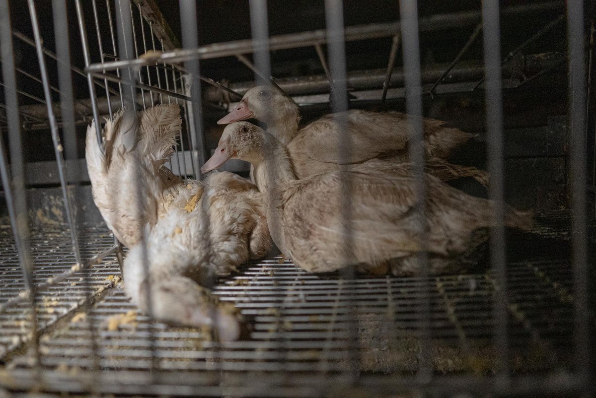 Florence Dellerie (compte inactif) tweet media