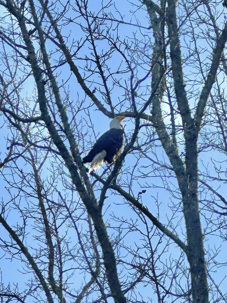 Allibrew531's tweet photo. Bald Eagle sighted in Attalla AL! @spann https://t.co/KveYfvVIvE