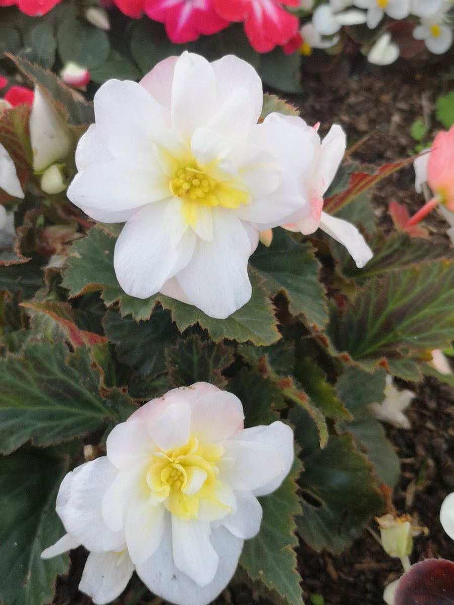 GaryEva04679693's tweet image. A splash of colour #garyevans #GoFundMe #Getsupport