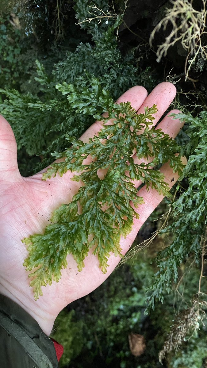 Killarney fern (Trichomanes speciosum) from a known population in Co. Kerry, Ireland. 23-Dec-2023