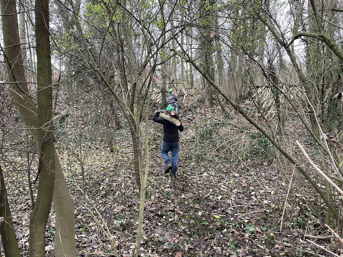 De allereerste en tevens laatste #hakhout werkdag van dit jaar. In de <a href="/Gemeente_Stein/">Gemeente Stein</a> is een groep #landschapsbeheer vrijwilligers die samen een hakhoutbrigade willen oprichten. Een heerlijke werkdag en genoeg enthousiasme voor een volgende in 2024 👌🌳 <a href="/Limb_Landschap/">Het Limburgs Landschap</a> <a href="/limburg/">Provincie Limburg</a>