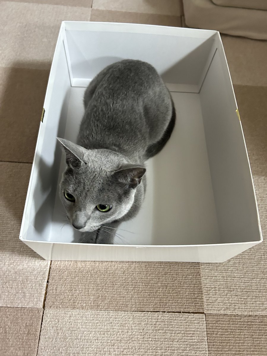 nekonomarble19's tweet photo. 🐈‍⬛この箱は俺のモノ！！

#猫動画 https://t.co/yPxvyRjrnO