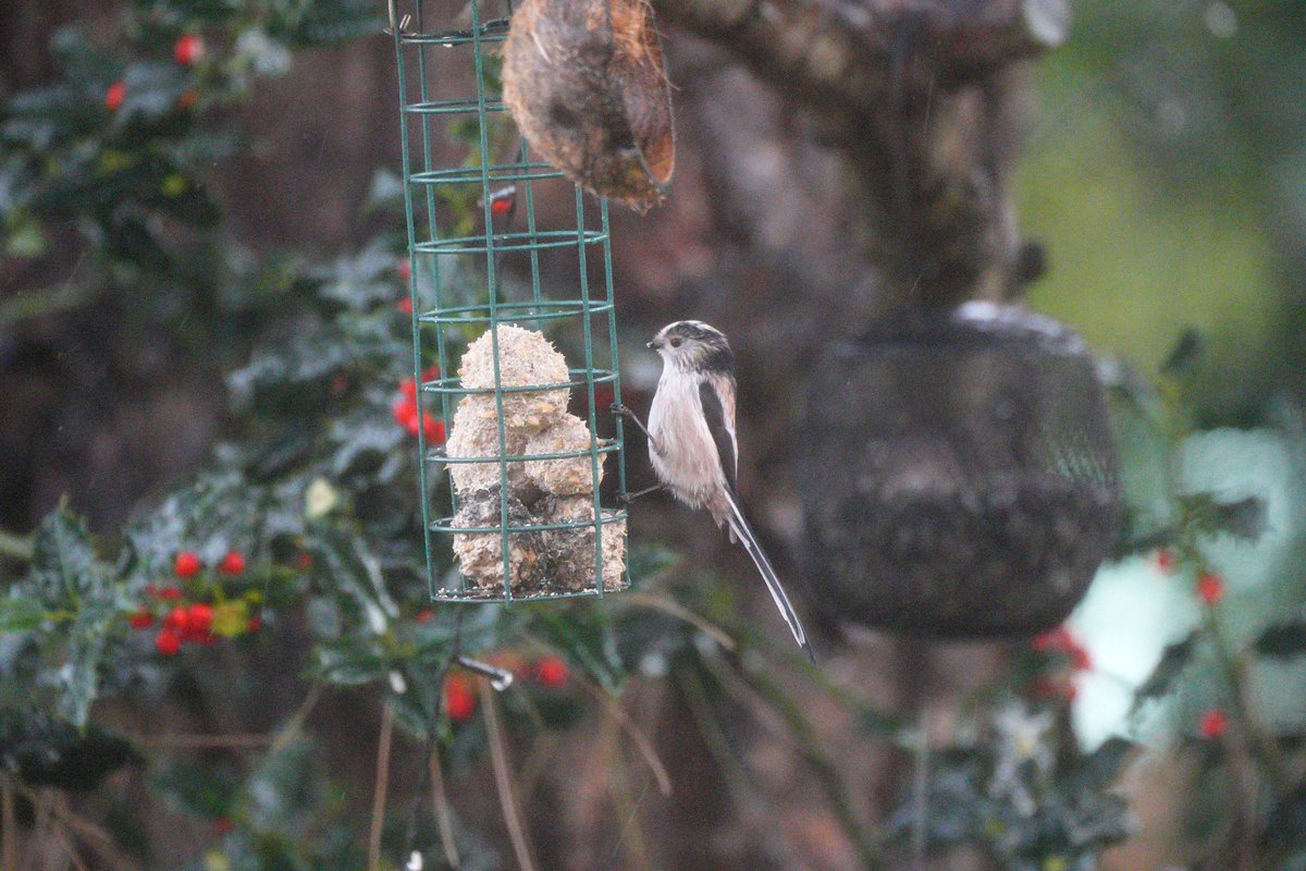 <a href="/BirdsByStiofan/">Steve and Wullie, Walking for good.</a> Good afternoon Stiofan. You're welcome as always. The weather could be better. I'm still enjoying the birds.  All good here thanks. I hope you are too my friend. Have a great day my friend. 🙂