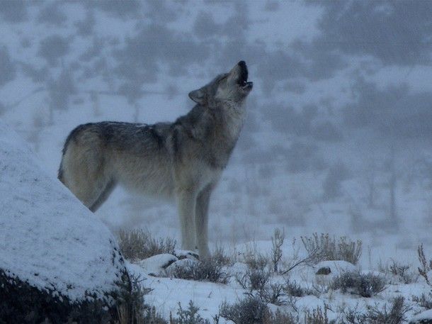 'When people have a good experience seeing wolves in Yellowstone, that really changes people. The more people see wolves, the more they’ll be on the side of wolves and the more they’ll advocate for them.'
Rick McIntyre
 #StandForWolves #ProtectWolves #BanHunting #BanTrapping