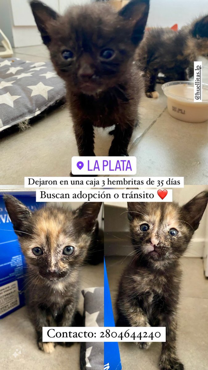 #LaPlata