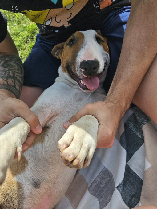 &iquest;Me sigue gente que tenga un Bull Terrier? &iquest;Podemos hacer un hilo de fotitos? Son muy hermosos y divertidos